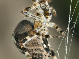 Spinne vor dem Fenster